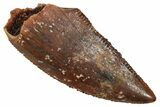 Serrated Raptor Tooth - Real Dinosaur Tooth #371485-1